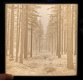 Custom Lithophane Light Box
